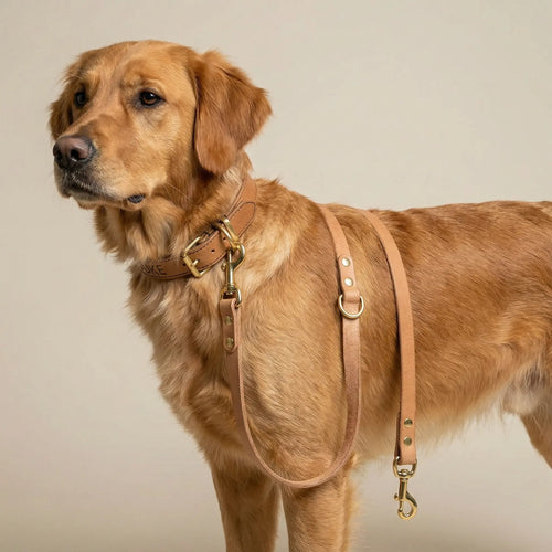 Handgefertigte Lederleine 2,3m verstellbar | Hundeleine Leder mit Messing oder Alt-Messing | Langlebig & wetterfest