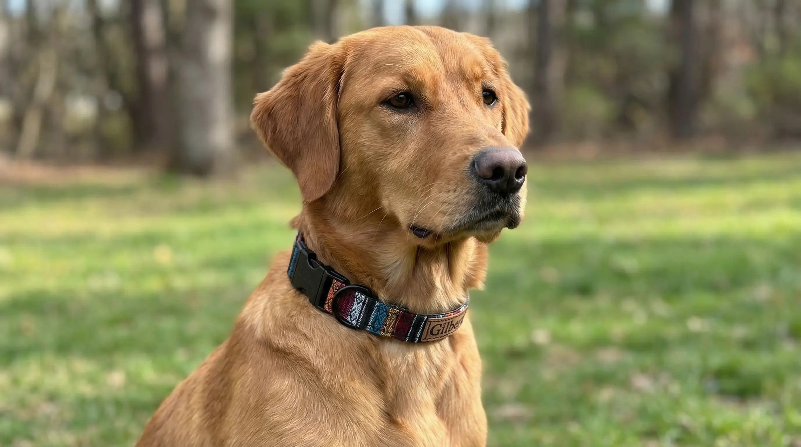 Personalisiertes Ethno-Hundehalsband | Handgefertigt & Wetterfest | im Boho Style