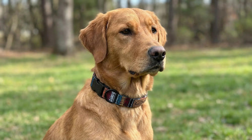 Personalisiertes Ethno-Hundehalsband | Handgefertigt & Wetterfest | im Boho Style